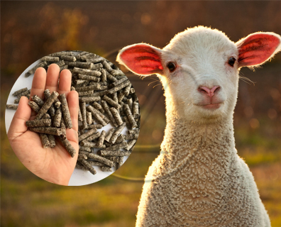 Sheep Feed Production Line