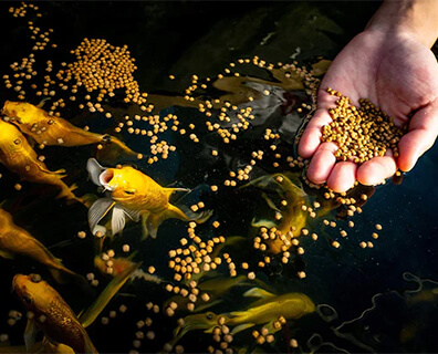 Floating Fish Feed Production Line