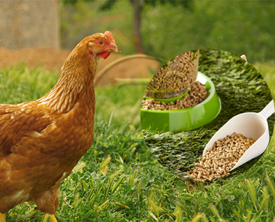 Chicken Feed Production Line